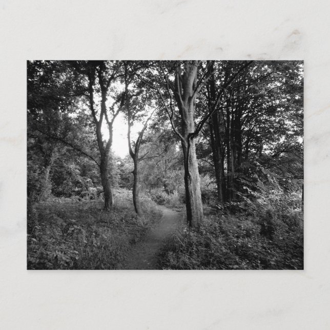 Woods Bute Park, Cardiff Postkarte (Vorderseite)