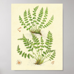 Woodsia Fern Poster