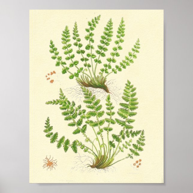 Woodsia Fern Poster (Vorne)