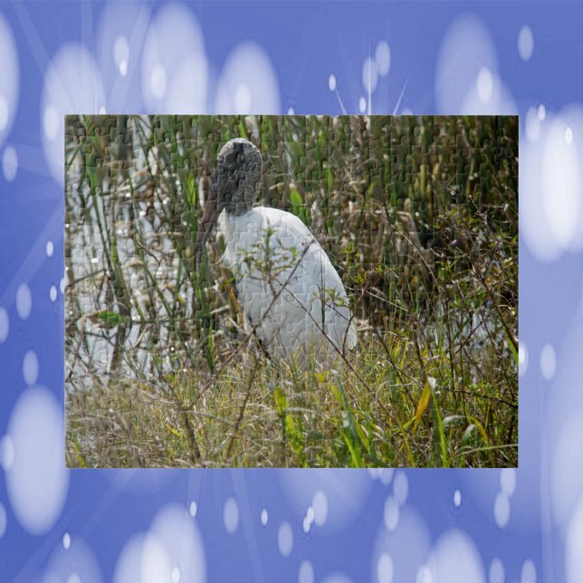 Woodstork Bird Florida Fotografie Puzzle (A puzzle featuring a photograph of a wood stork in wetlands.)