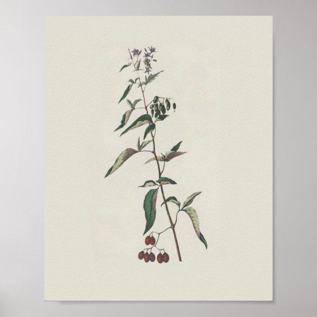 Woody Nightshade Poster (Vorne)