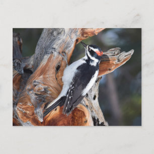 "Woody Woodpecker" im Rocky Mountain National Park Postkarte