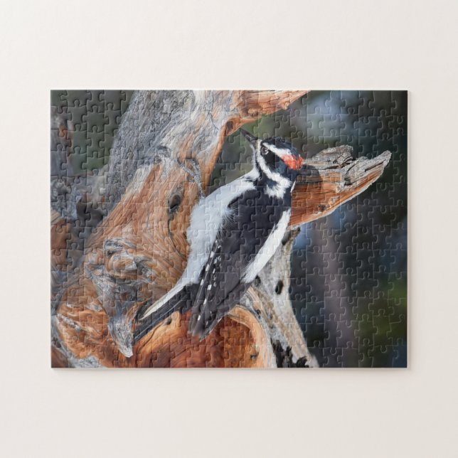 "Woody Woodpecker" im Rocky Mountain Nationalpark Puzzle (Horizontal)