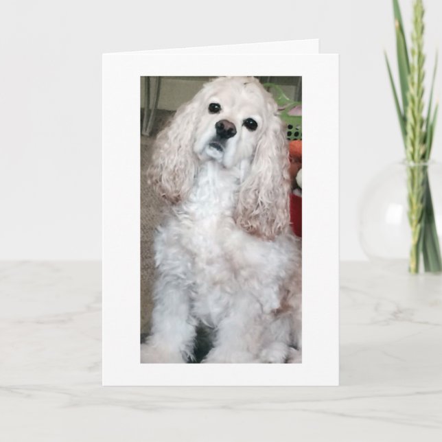 WOOF WOOF/HAPPY BIRTHDAY SAYS COCKER SPANIEL KARTE (Vorderseite)