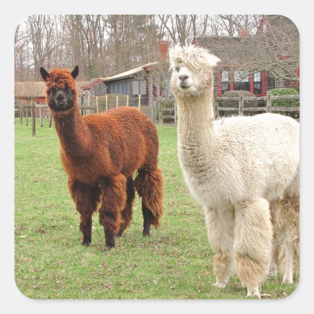 Wooly Alpacas ~ Aufkleber (Vorderseite)