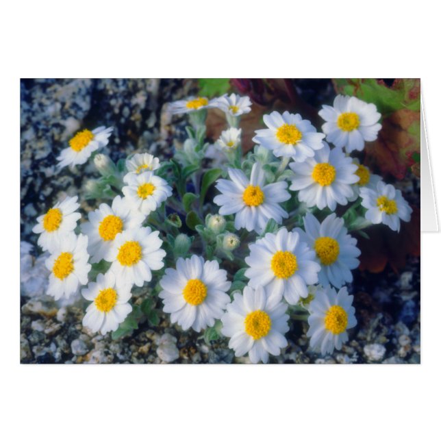 Wooly Daisy Wildblumen (Vorderseite (Horizontal))