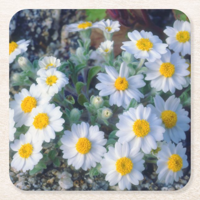 Wooly-Daisy-Wildblumen Rechteckiger Pappuntersetzer (Vorderseite)