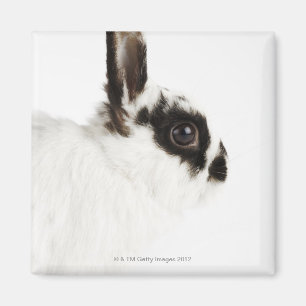 Wooly Kaninchen Jerseys Magnet