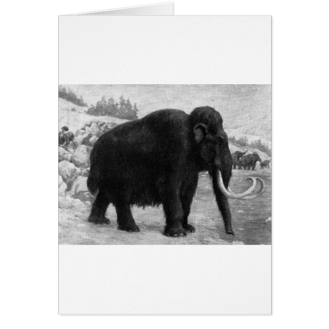 Wooly Mammoth Mod Destiny (Vorne)