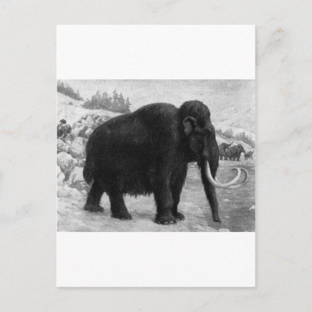 Wooly Mammoth Mod Destiny Postkarte (Vorderseite)