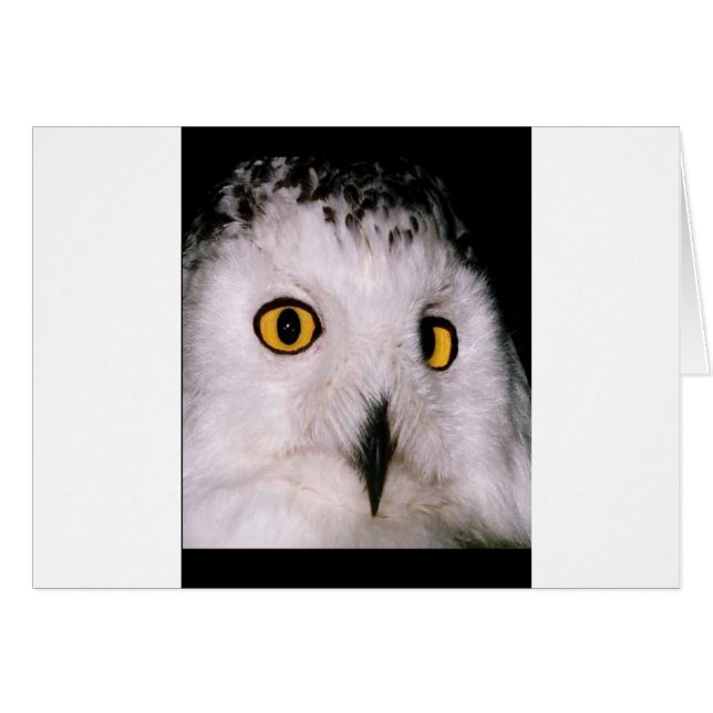 WOOT OWL (Vorderseite (Horizontal))