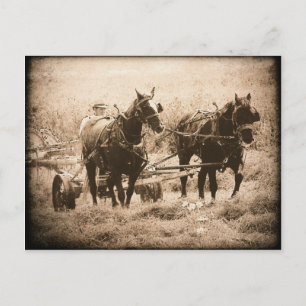 Working Amish Horses Sepia Postkarte