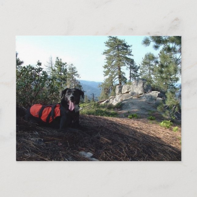 Working Dog Haley Conservation Canines Postkarte (Vorderseite)