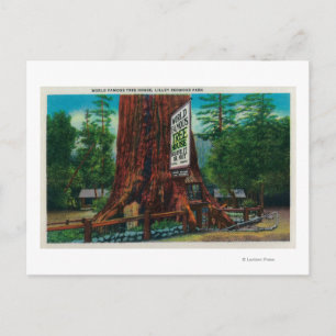 World Famous Tree House, Lilley Redwood Park Postkarte