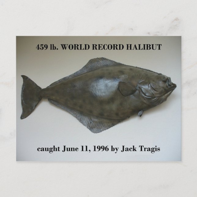 World Record Halibut gefangen im niederländischen  Postkarte (Vorderseite)