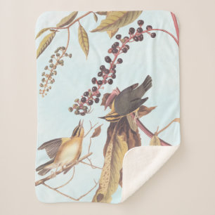 Worm Eating Warbler Audubon Singvogel Sherpadecke