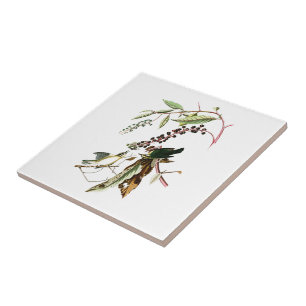 Worm, Trällerer-Johns Audubon von Amerika essend Fliese