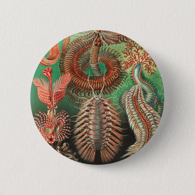 Worms, Annelids Chaetopoda von Ernst Haeckel Button (Vorderseite)
