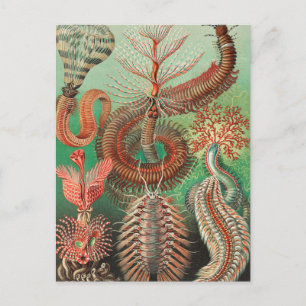 Worms, Annelids Chaetopoda von Ernst Haeckel Postkarte