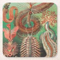 Worms, Annelids Chaetopoda von Ernst Haeckel