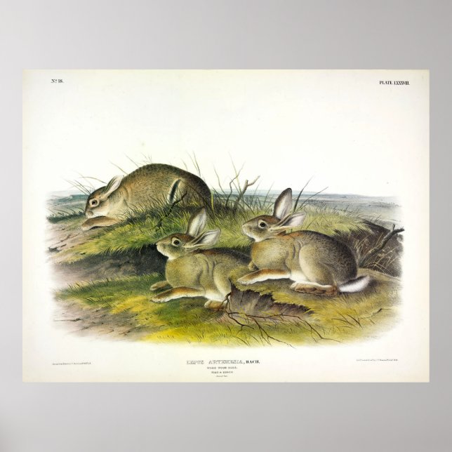 Wormwood Hare (Lepus Artemesia) von Audubon Poster (Vorne)