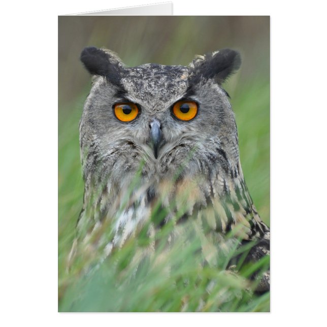 Wowl (Vorne)