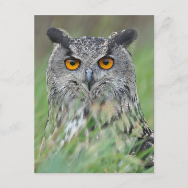 Wowl Postkarte (Vorderseite)