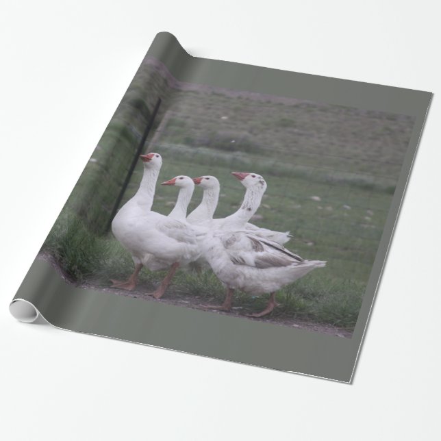 Wrapping Paper Geschenkpapier (Ungerollt)