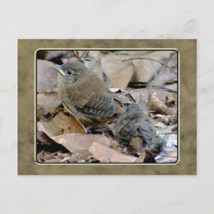 Wren Baby Bird Postcard Postkarte