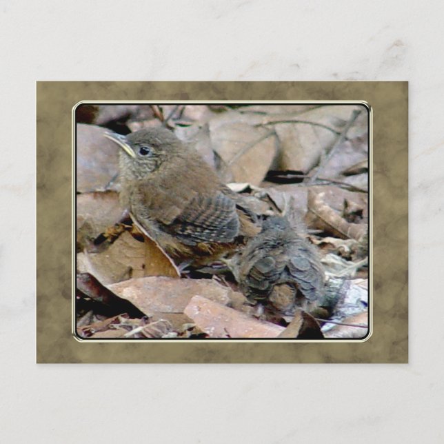 Wren Baby Bird Postcard Postkarte (Vorderseite)