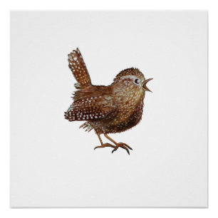 Wren Bird (Troglodytes Troglodytes) Poster