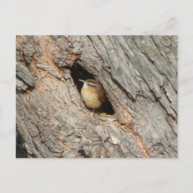 Wren Postcard. Postkarte (Vorderseite)