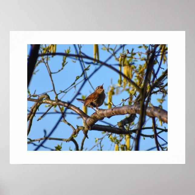 Wren  poster (Vorne)