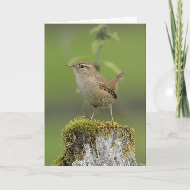 Wren Scotland Karte (Vorderseite)