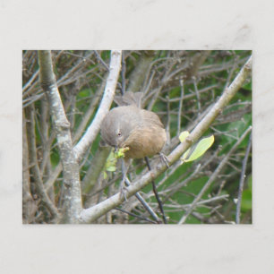 Wrentit Postkarte