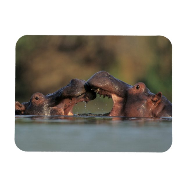 Wrestling Hippos (Hippopotamus Amphibius) Magnet (Horizontal)