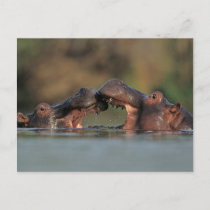 Wrestling Hippos (Hippopotamus Amphibius) Postkarte
