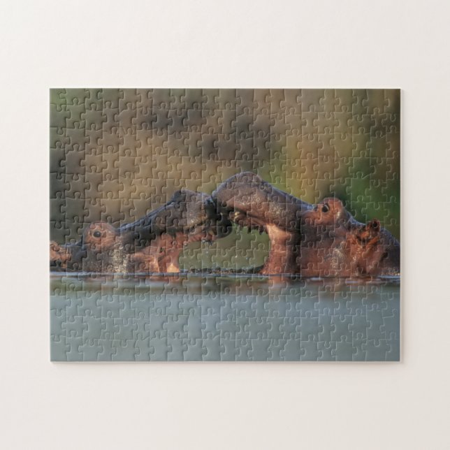 Wrestling Hippos (Hippopotamus Amphibius) Puzzle (Horizontal)