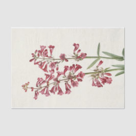 Wright Pentstemon von Mary Vaux Walcott Seidenpapier