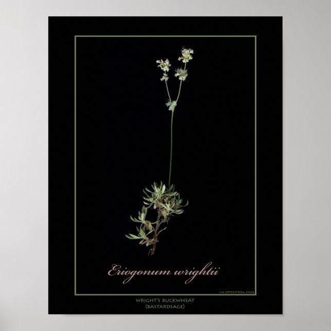 Wright's Buckweizen Botanische Kunst Print Poster (Vorne)