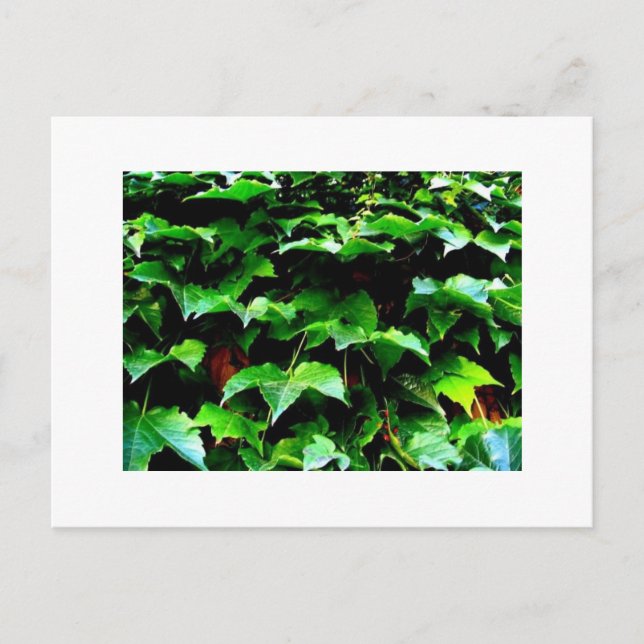 Wrigley Field Ivy Postkarte (Vorderseite)