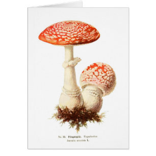 Wulstling muscaria