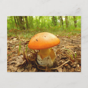 Wulstlings-Caesarea-Pilz-Postkarte Postkarte