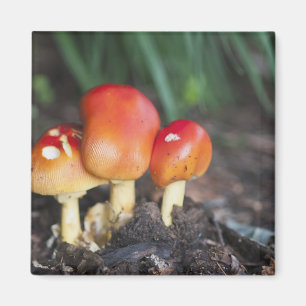 Wulstlingsfamilienpilz Magnet