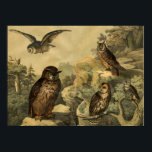 Wunder der Vintagen Natur im Wald Art Deco Poster<br><div class="desc">Das Bild stammt aus dem Deutschen Kinderenzyklopädie Bird Book Circa 1878. Eine perfekte Wohngestaltung für Herbstsaison- oder Eulenliebhaber! Dieses Kunstwerk würde großartig aussehen, wenn es in Zuhause, Büro, Bar, Café, Pub oder Restaurant gerahmt wäre! Bitte passen Sie die Postergröße, Textur, Rahmen und/oder Rahmen an, um Ihren Geschmack zu Anzug zu...</div>