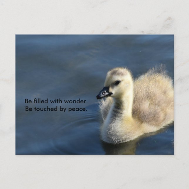 Wunder und Frieden Postkarte (Vorderseite)