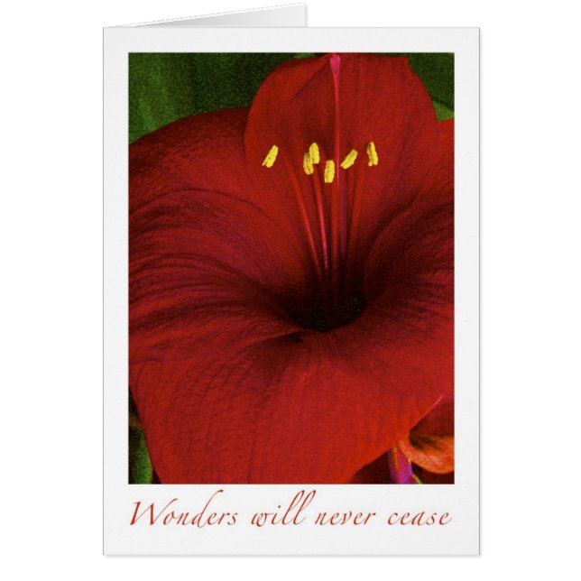 Wunder werden nie aufhören (Vorne)