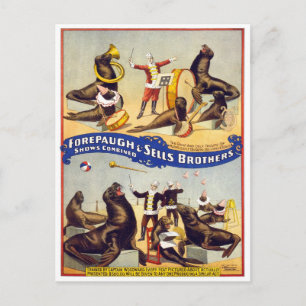 Wunderbar trainierte Zirkusrobben, 1899 Postkarte