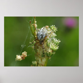 Wunderbare Natur - Kreuzung - Nah Poster