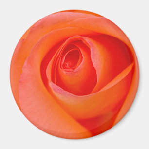 Wunderbare Orange Rose Knospe Magnet